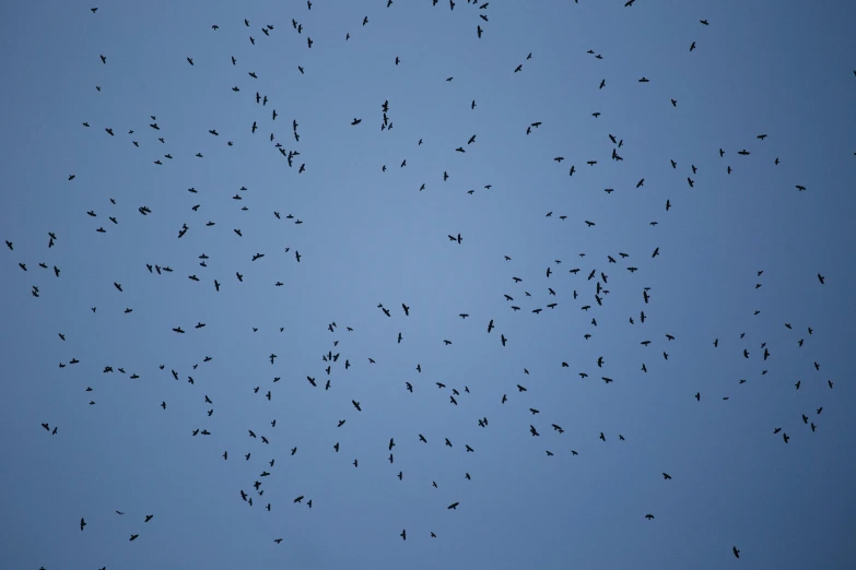 a flock of birds flying through the sky