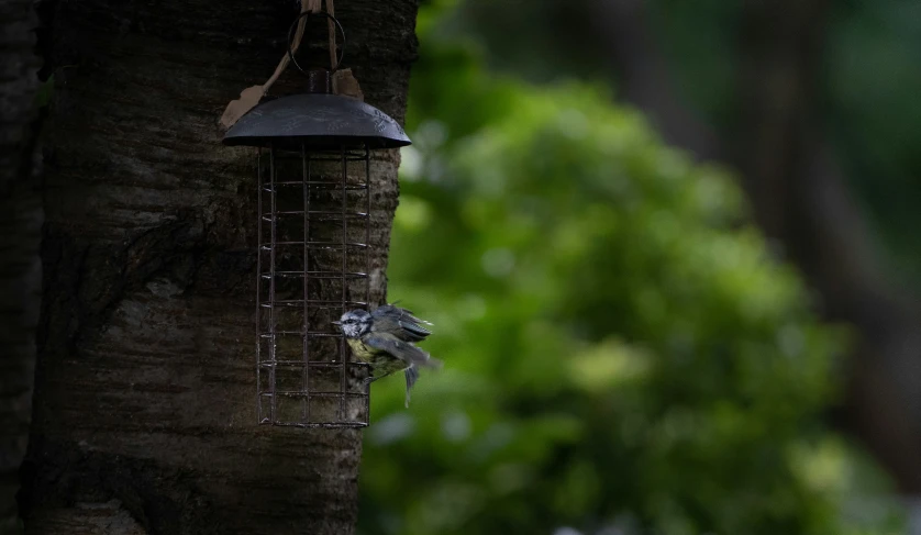 a bird sitting on a bird feeder attached to a tree