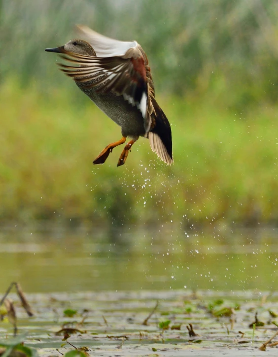 a duck flying low over some small plants