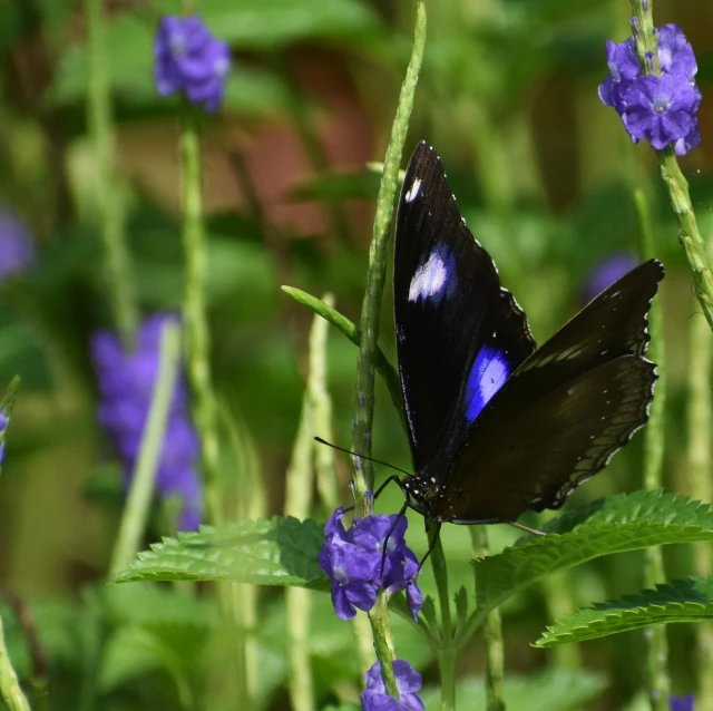 a black and purple erfly on some purple flowers