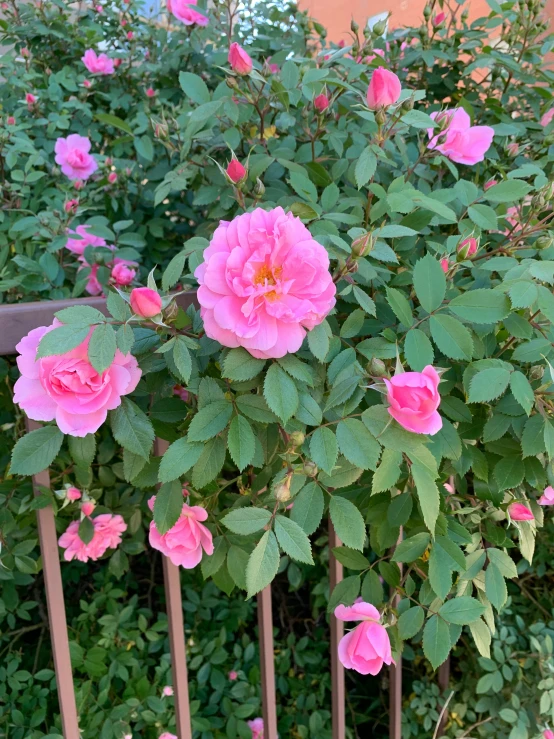 a pink rose with its flower buds growing on top of it