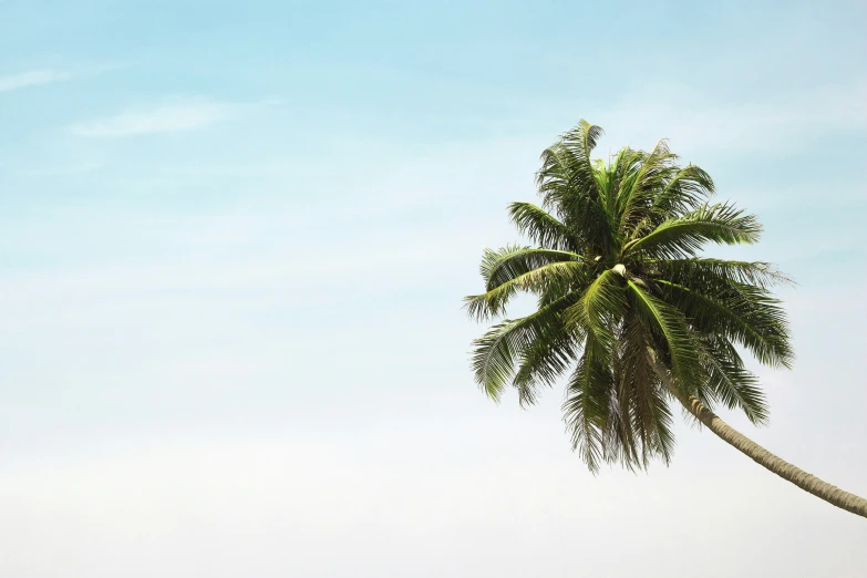 a large palm tree standing near an ocean