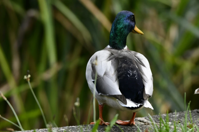 there is a small bird sitting on a log