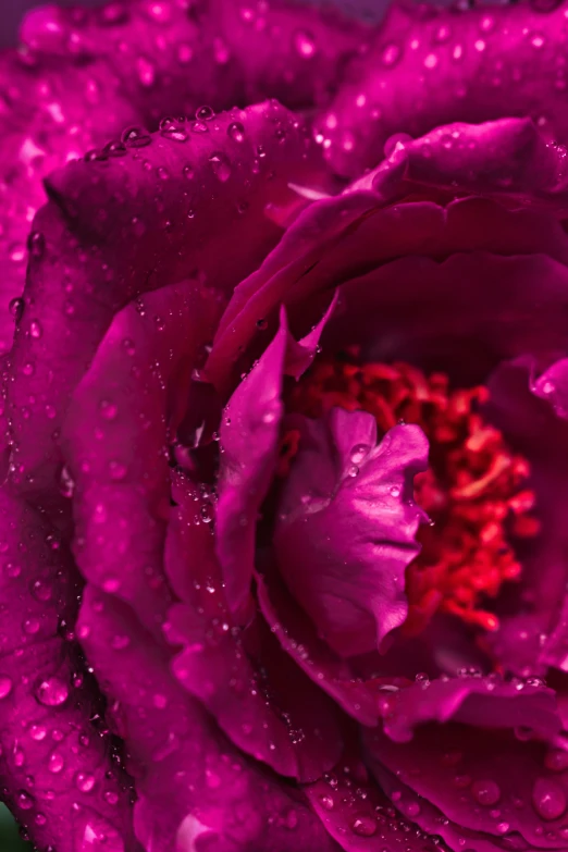 a pink rose with dew drops on it