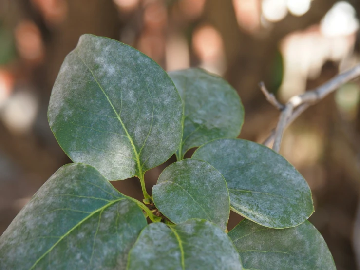 a plant with green leaves in a forest