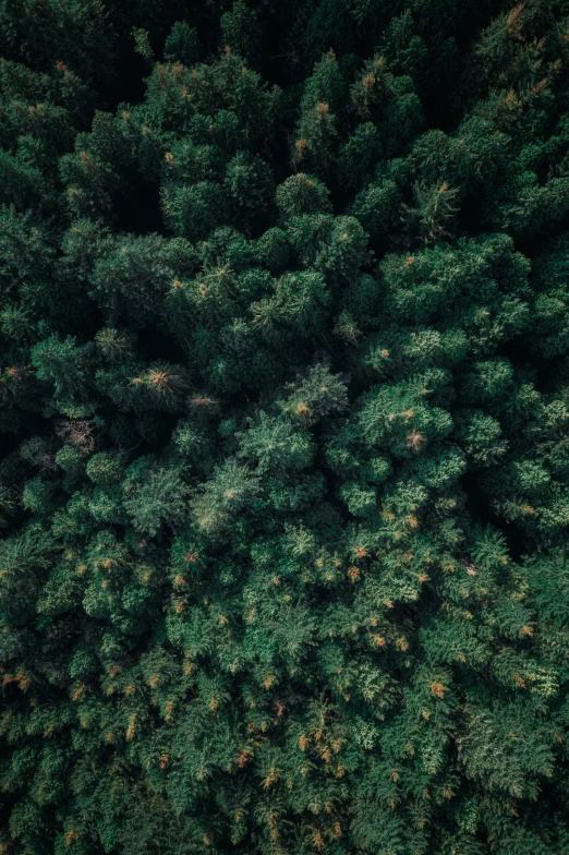 aerial view of the tops of a green tree canopy