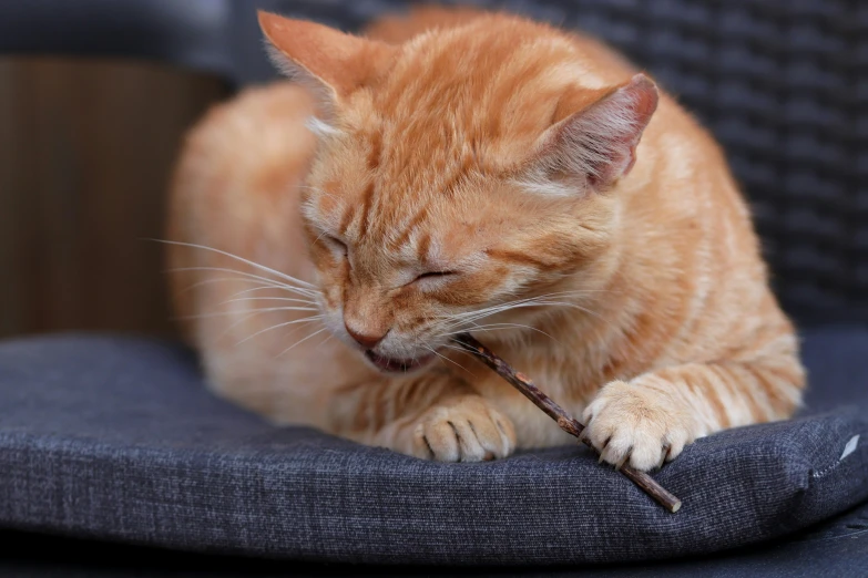 a small cat resting with a stick in it's mouth