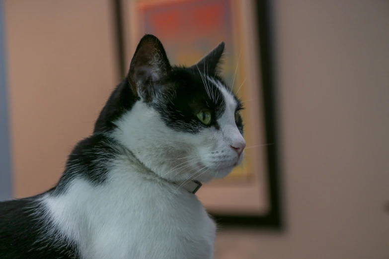 a cat sits with its eyes closed in front of a wall with some framed pictures on it