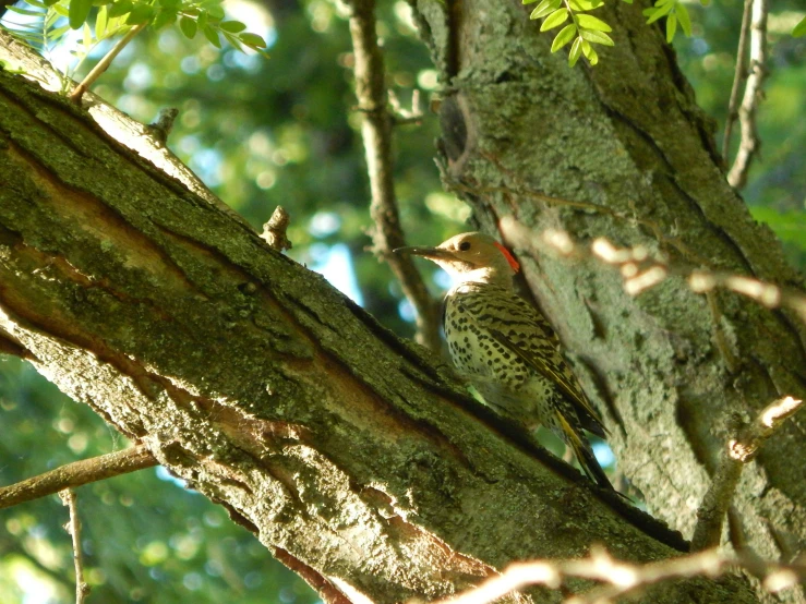 a bird in the tree looking up at its 