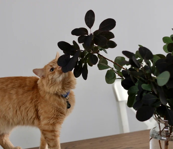 an orange cat standing next to a plant on a table