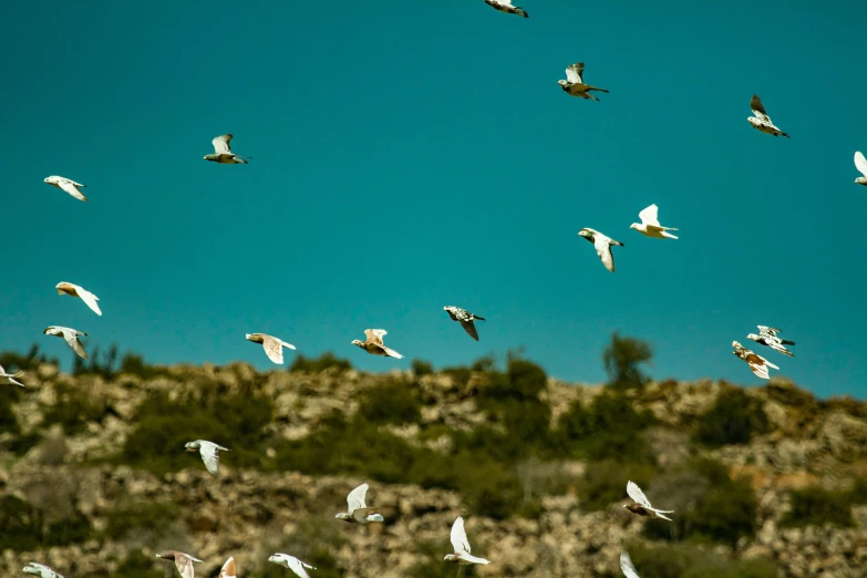 a large flock of birds are flying through the sky