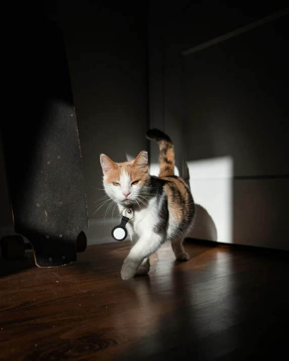 a small kitten walks past an opening in the wall