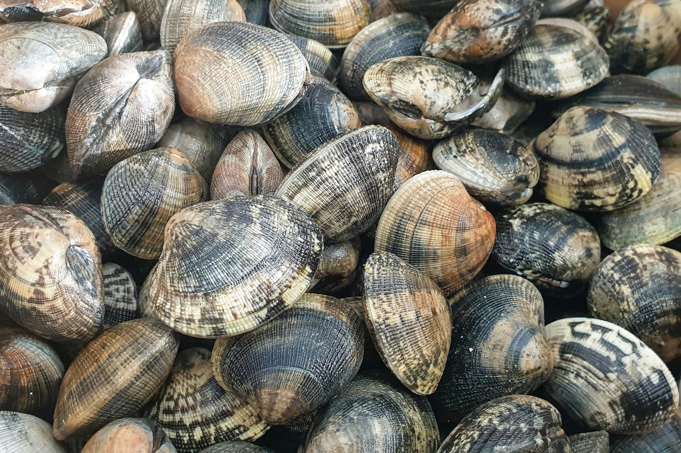 some snails that are sitting together on top of some rocks