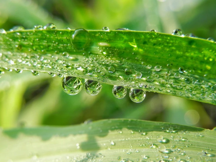 droplets of water on a green leaf that is growing