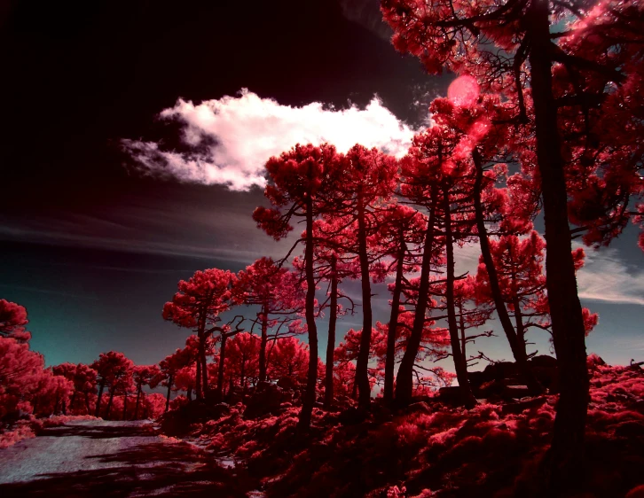 an image of a tree with clouds in the background