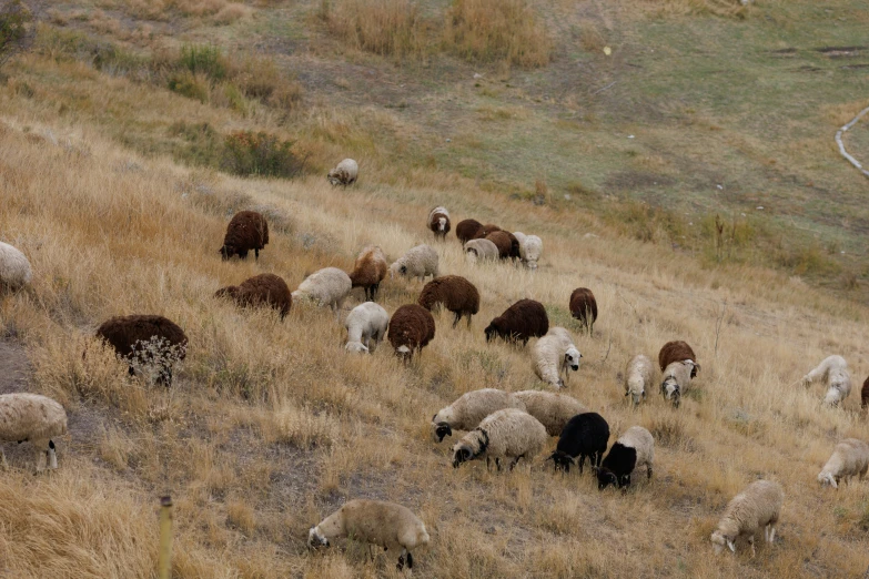 a herd of sheep on a grassy hillside