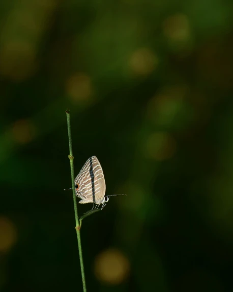 a small white erfly is perched on a twig