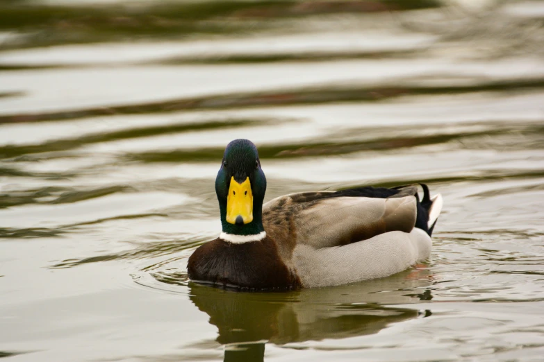 a duck in the water on a sunny day