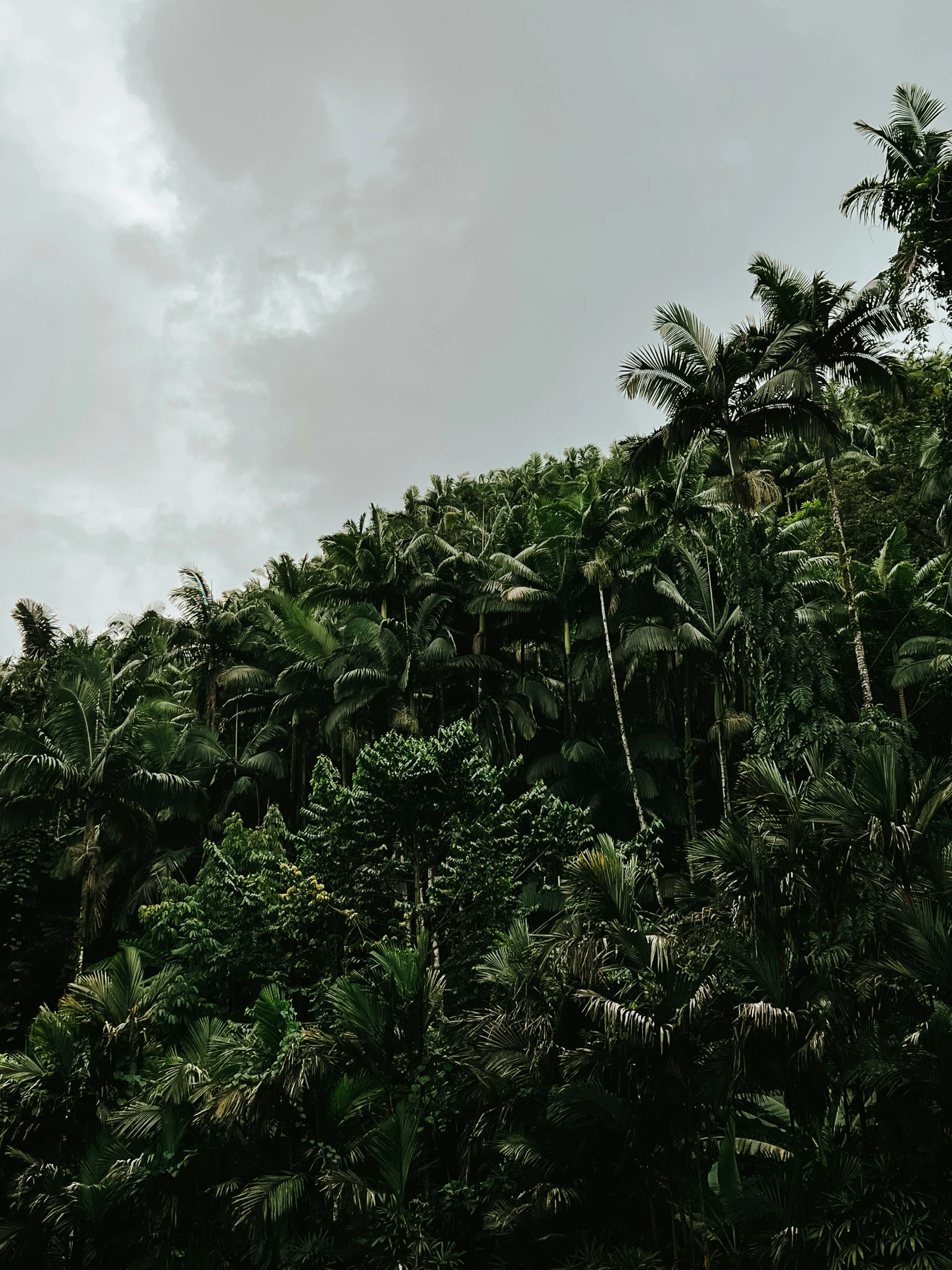 many trees in the background and white clouds in the sky