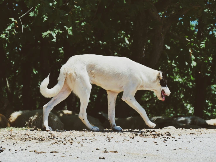 a very large white dog walking down a dirt road