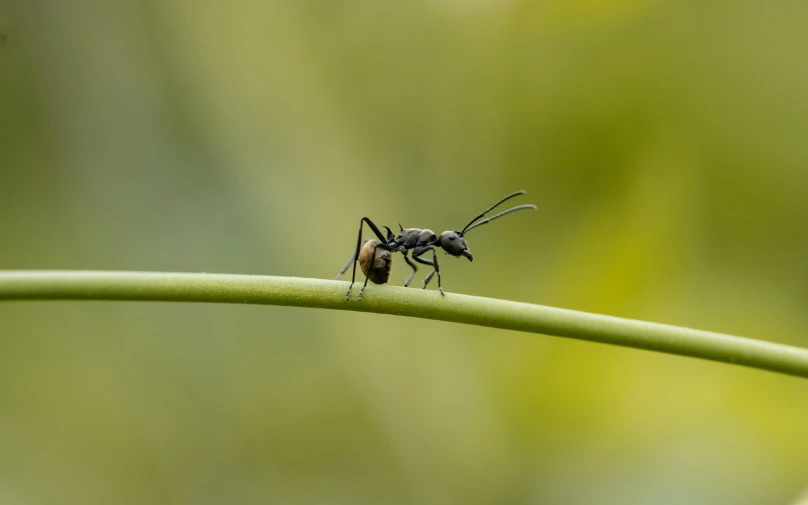 a bug walking on a green plant stem