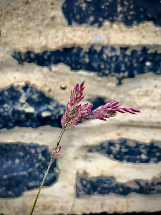 the plant is next to a rock wall