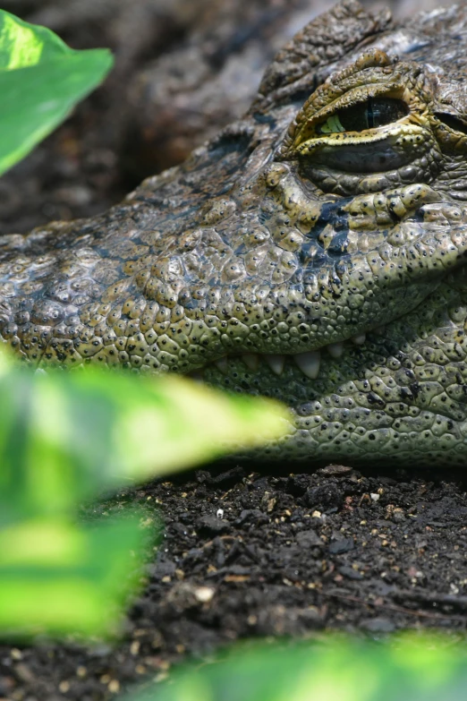 an alligator rests its head on top of the soil