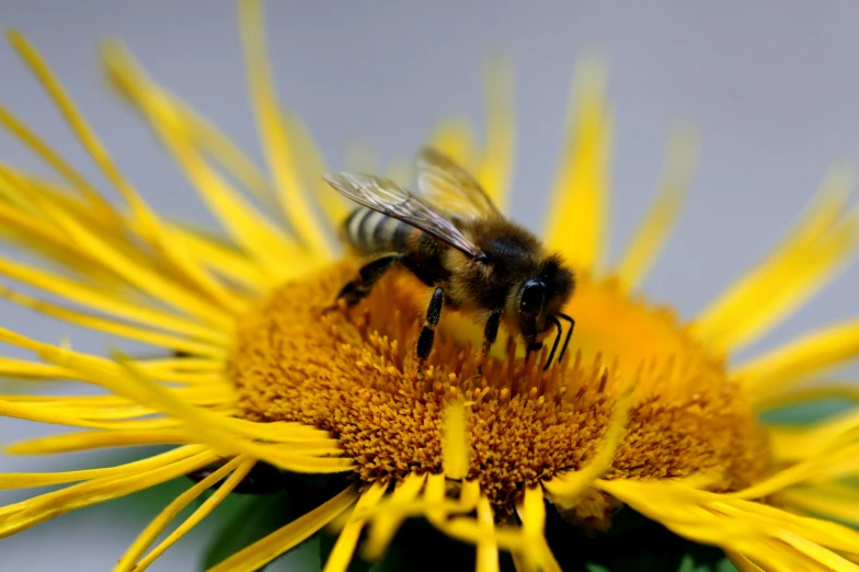 a bee sitting on a yellow flower and eating