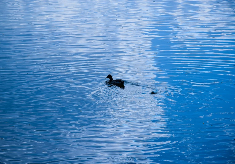 a duck swims on the surface of a lake