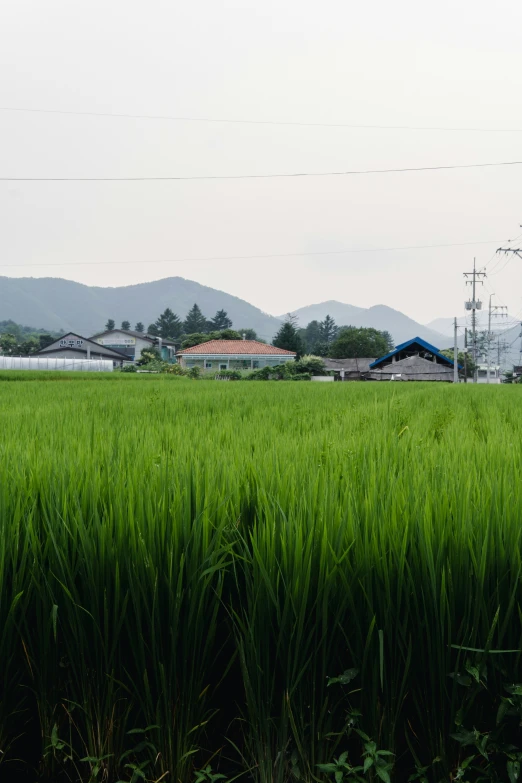 there is a field that has some grass in it