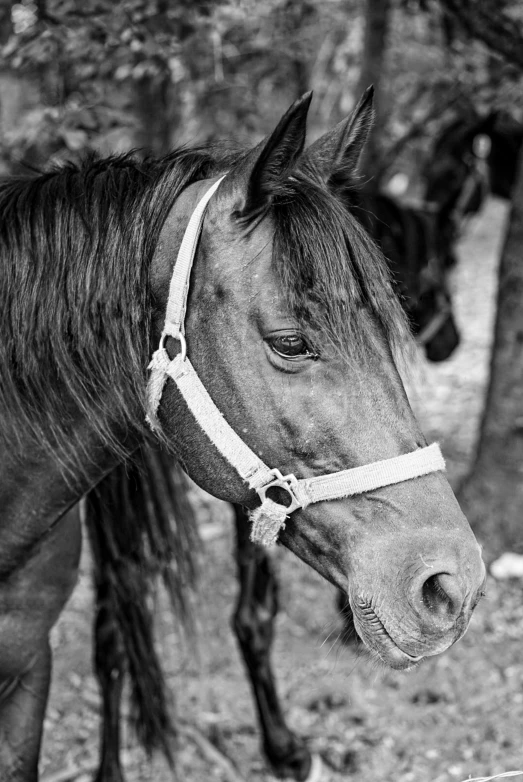 a horse is standing with its bridle down