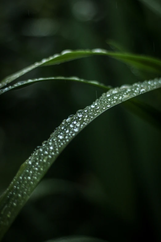 a closeup image of leaves with dew droplets