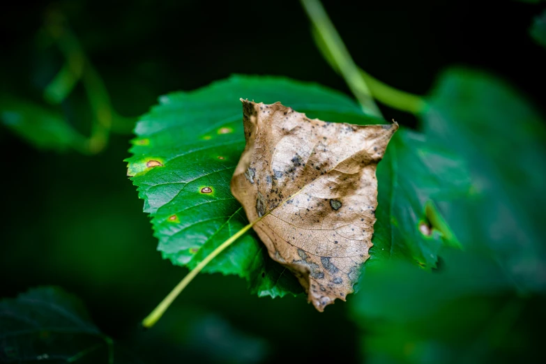 the leaf is brown and has many drops on it