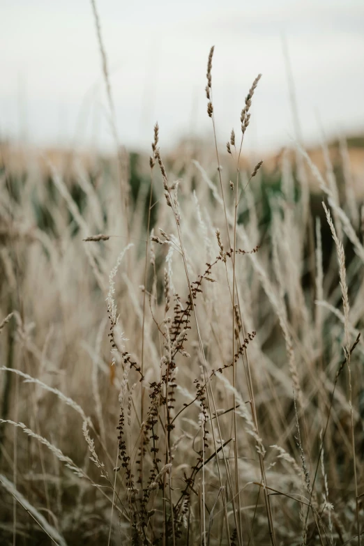 weeds are in the foreground as a white sky is in the background