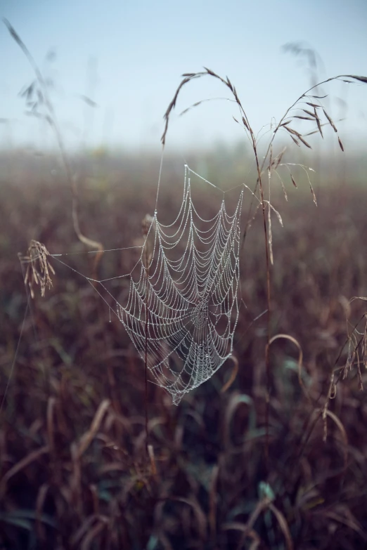 dew covered web sits on a grass covered field