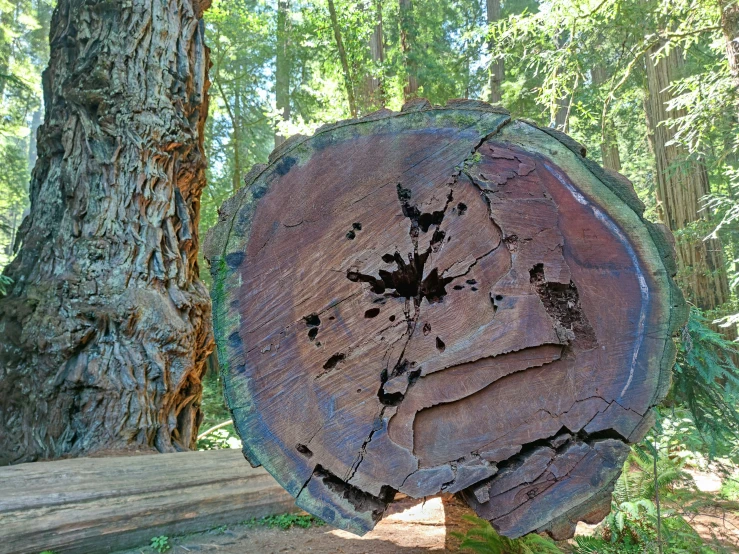 a big tree stump next to the woods