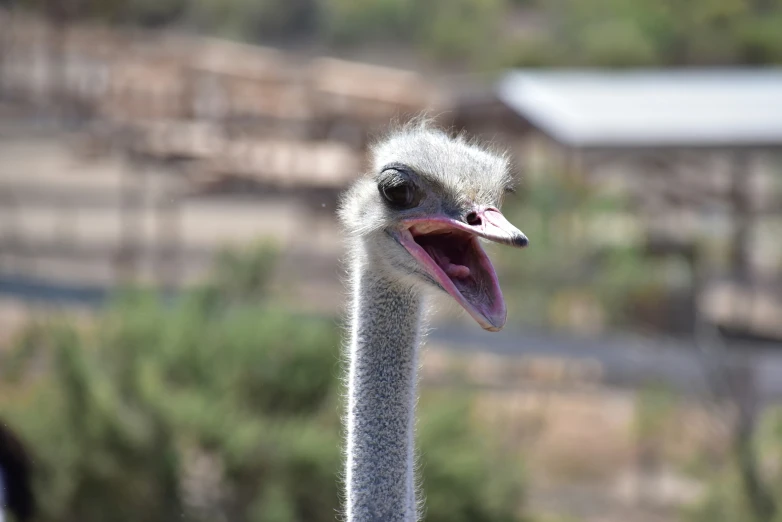 an emu making its face with it's mouth wide open