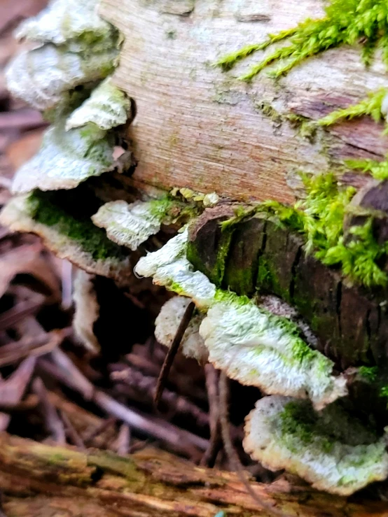 a close up po of a piece of wood with green moss