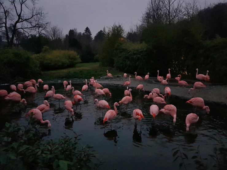 the flamingos are standing in the water at the lake