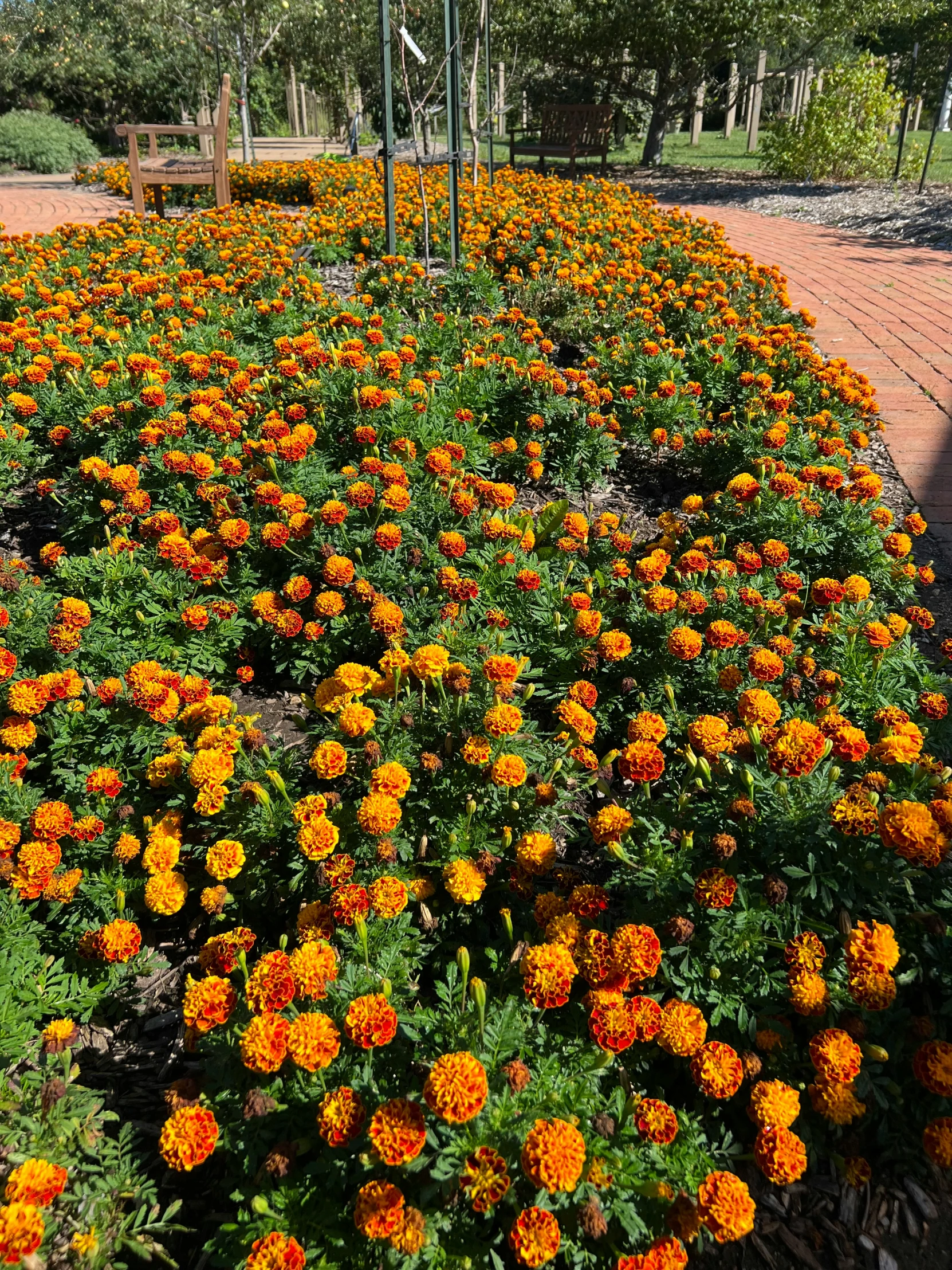 a flowered bed full of flowers under a green sign