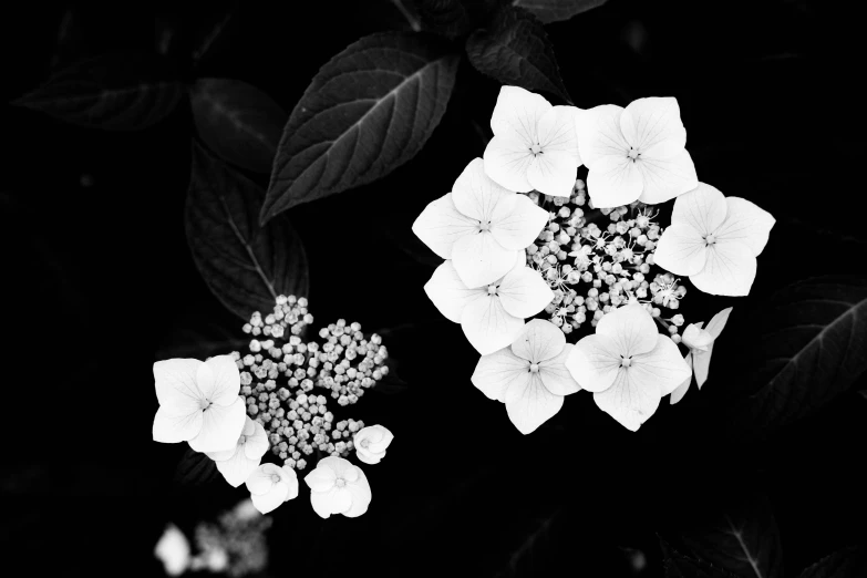 two white flowers are blooming on a black background