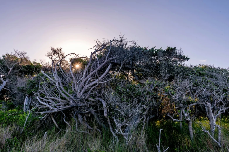 a group of trees that are standing in the grass