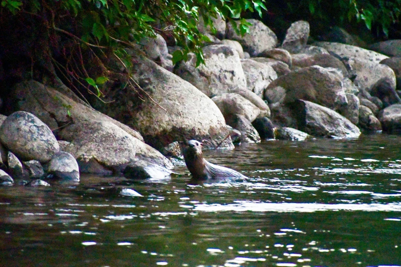 some rocks and water under a tree and in the distance