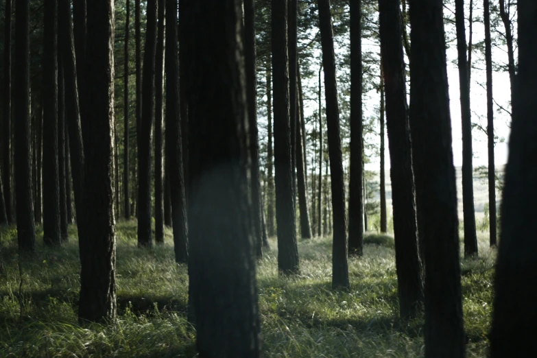 a forest of trees is shown in shadow