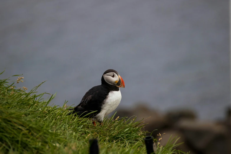 the bird is perched on top of the grassy hill