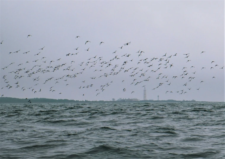 a flock of birds flying over the ocean