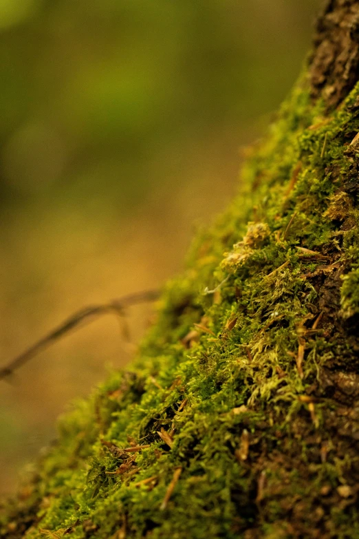 a small bird is standing on the mossy tree