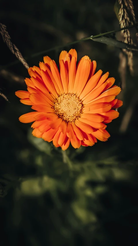 a bright orange flower in the middle of dark green