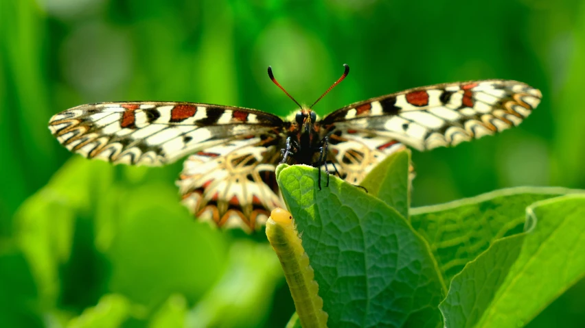 a moth sitting on a green leafy plant in a forest