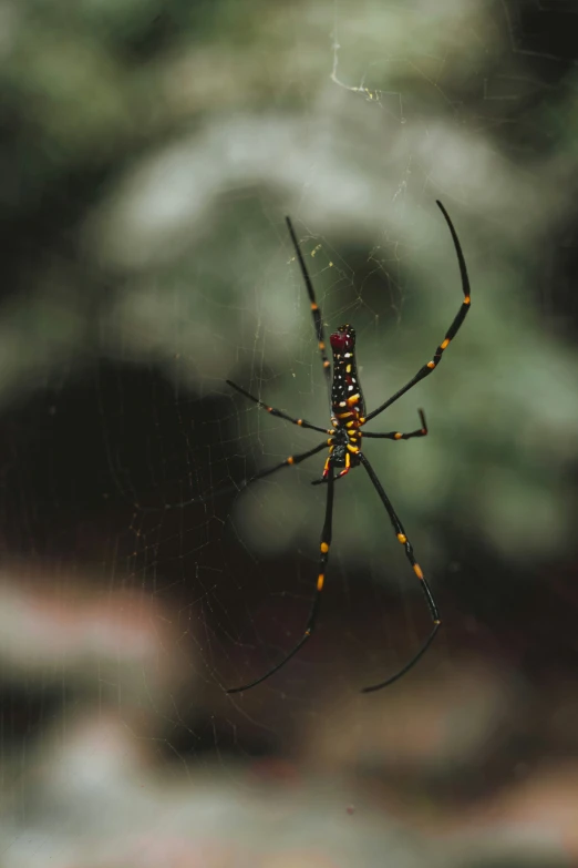 a big colorful spider hanging from a web